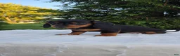 Miniature Dachshund dogs for sale: Dolly  - Ad 2