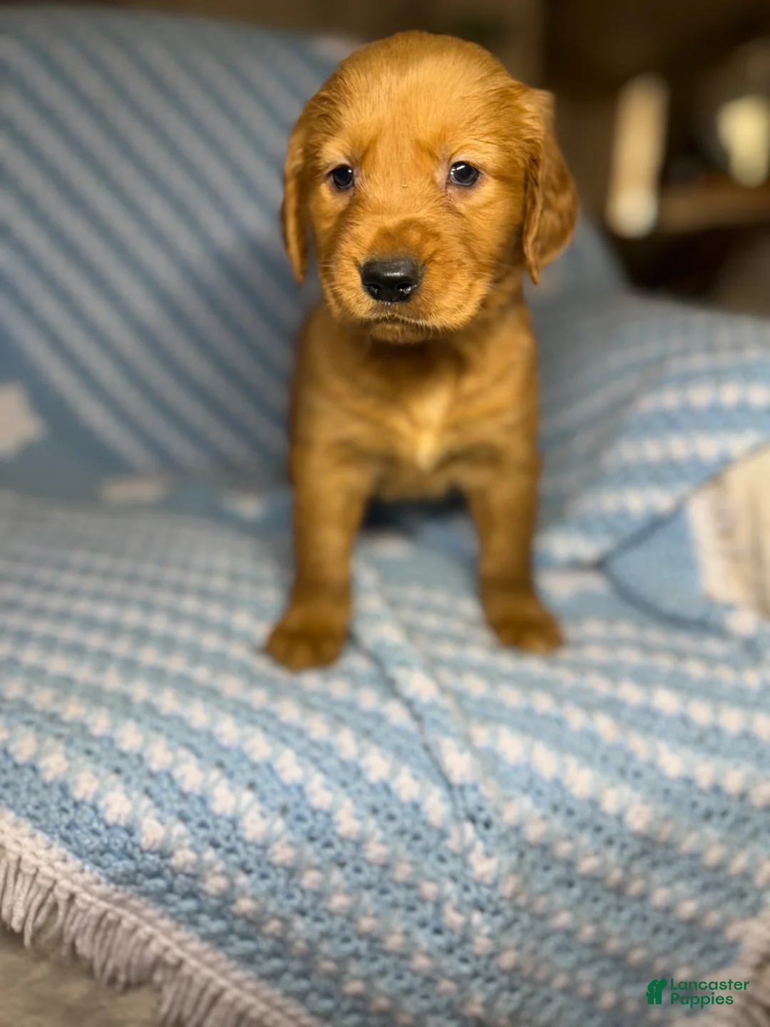 Golden Retriever dogs for sale: Puppy 2 - Ad 2