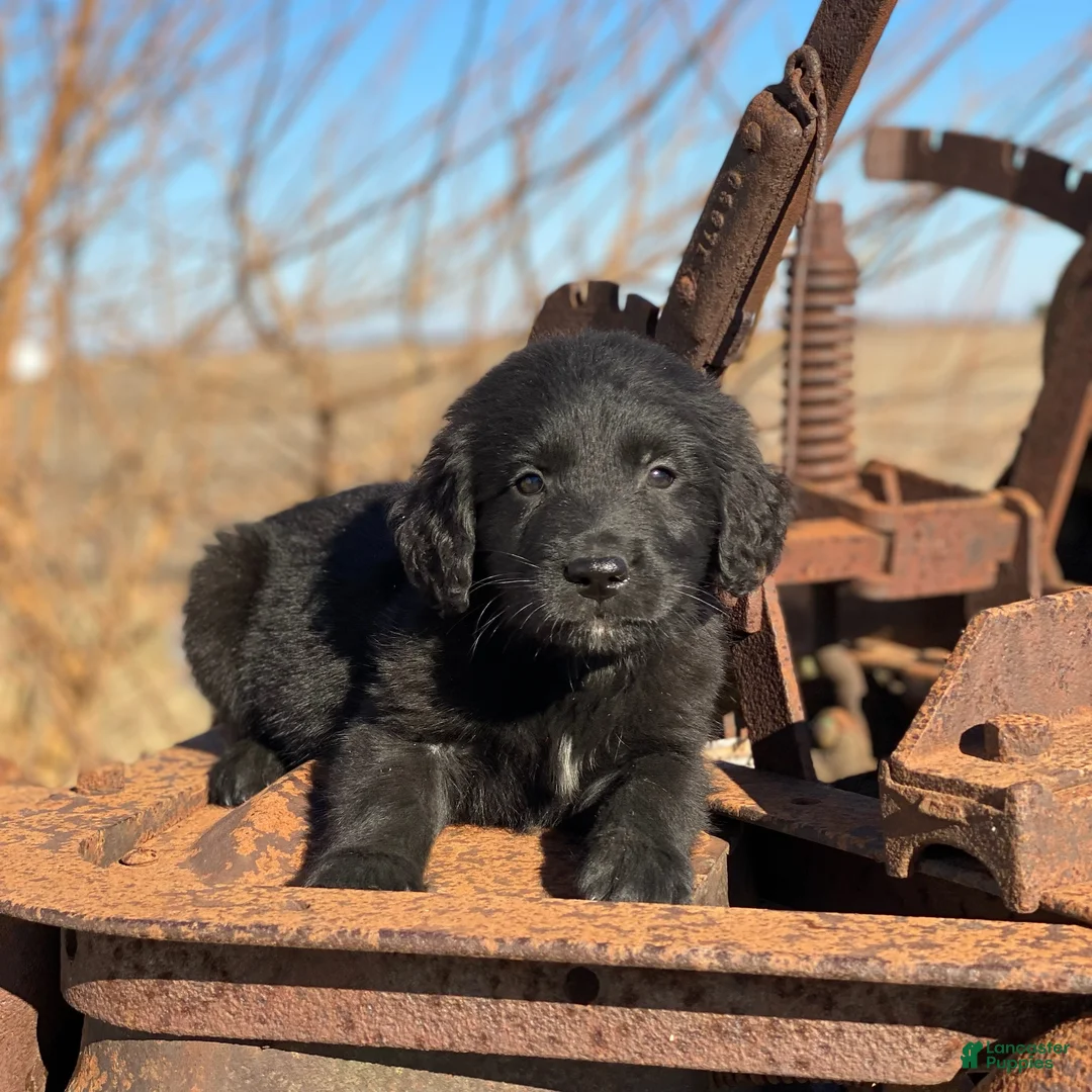 Mixed Breed dogs for sale: Smoky - Ad 3