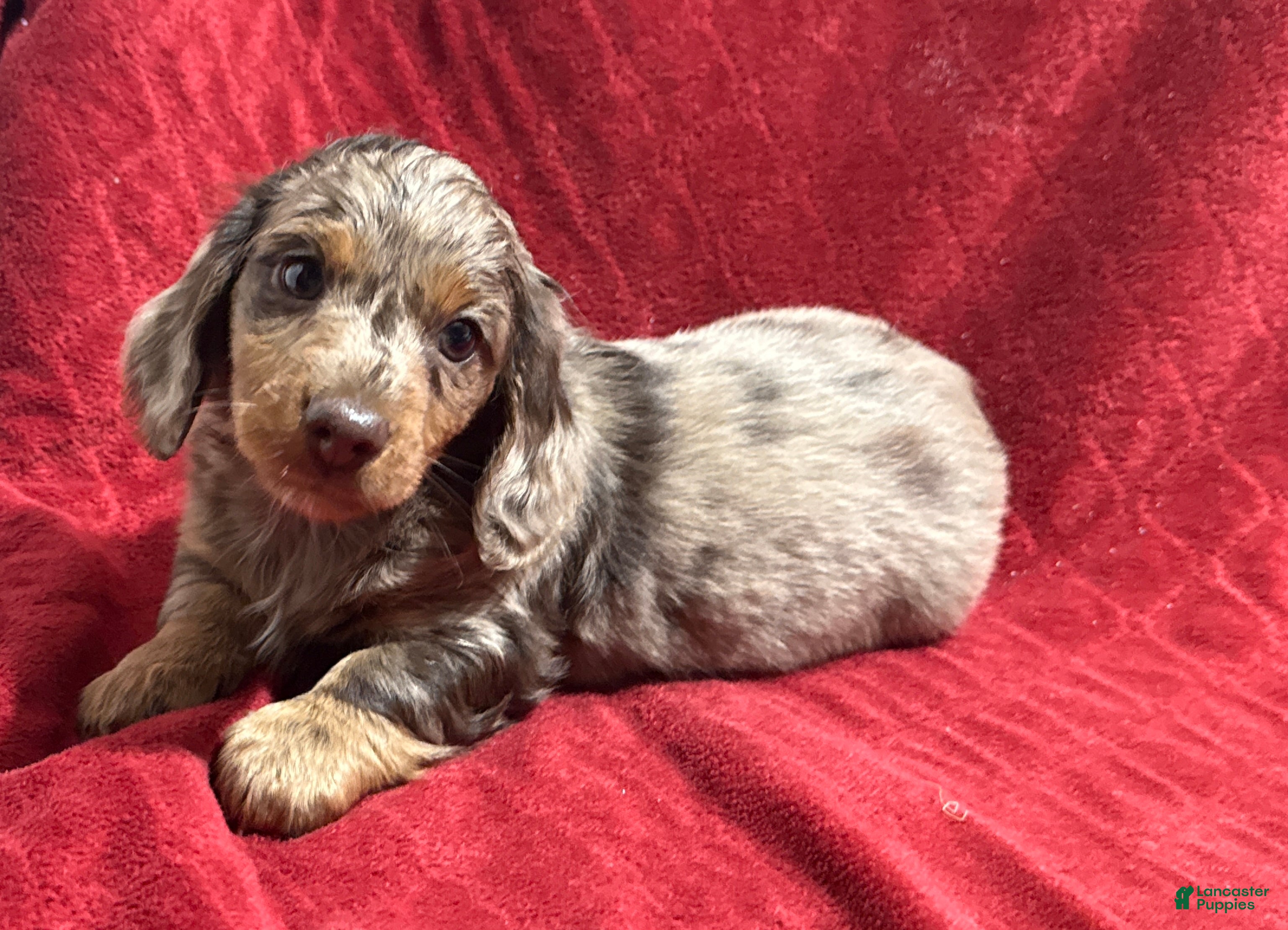 Miniature Dachshund dogs Miniature Dachshund Puppy 1 - Ad 29