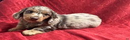 Miniature Dachshund dogs for sale: Miniature Dachshund Puppy 1 - Ad 1