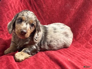 Miniature Dachshund dogs Miniature Dachshund Puppy 1 - Ad 29