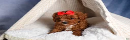Cavapoo dogs for sale: GUS - Ad 9