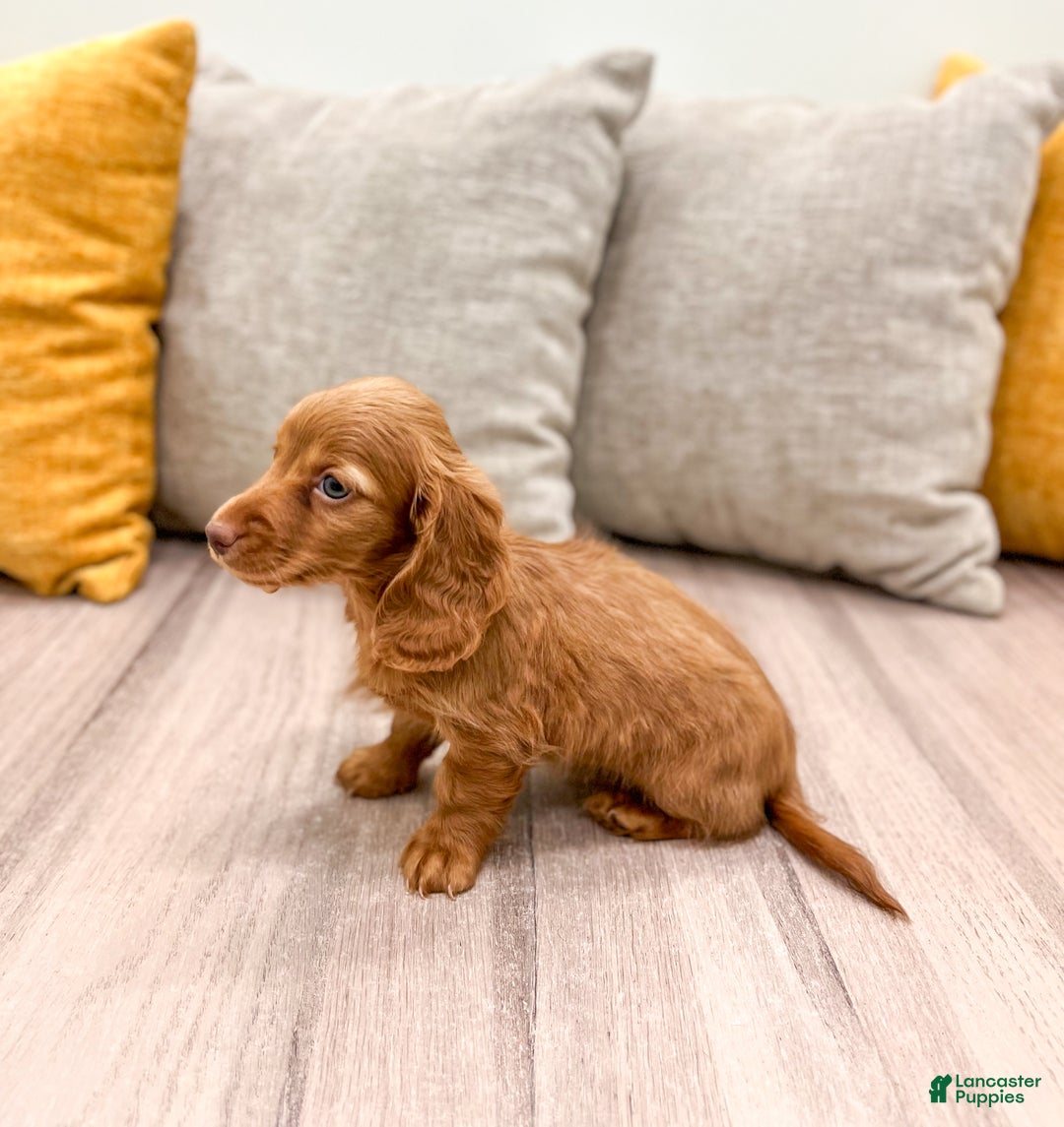 Miniature Dachshund dogs for sale: Ginger - Ad 4