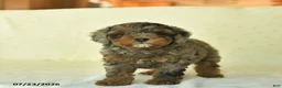 Miniature Poodle dogs for sale: Qenna  - Ad 3