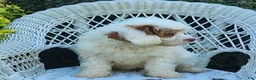 Cavapoo dogs for sale: Kaya - Ad 2