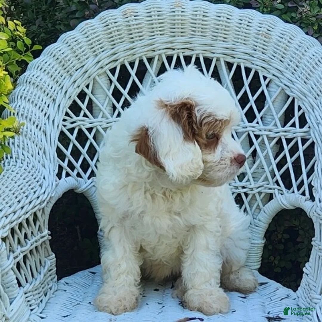 Cavapoo dogs for sale: Kaya - Ad 2