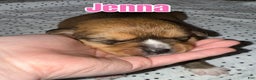 Mixed Breed dogs for sale: Jenna - Ad 1