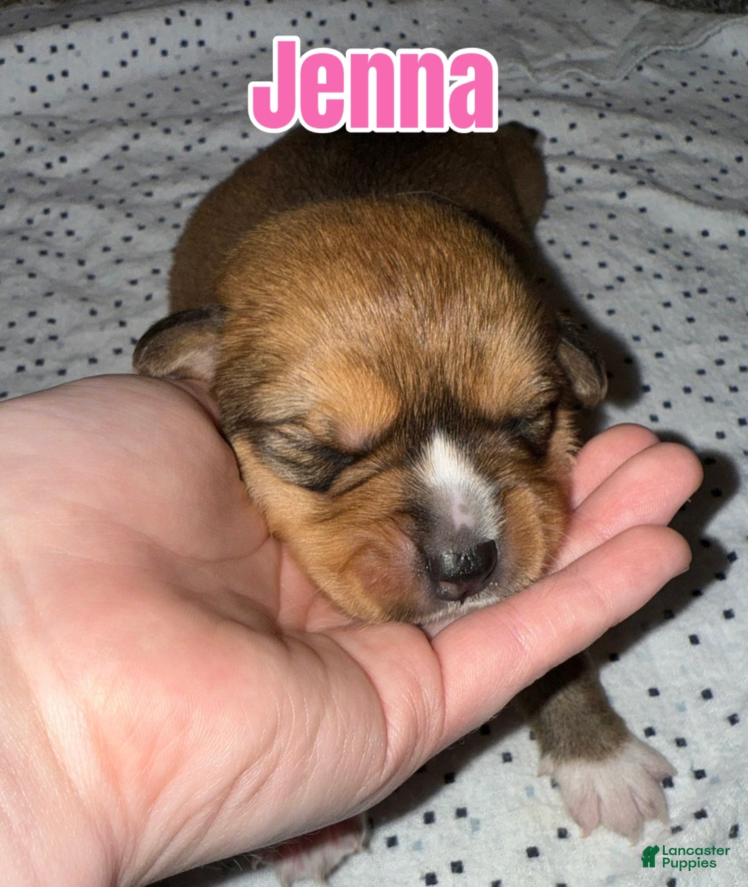 Mixed Breed dogs for sale: Jenna - Ad 1