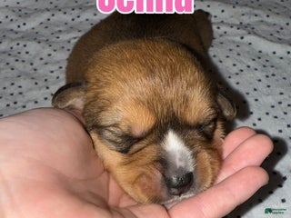 Mixed Breed dogs Jenna - Ad 9