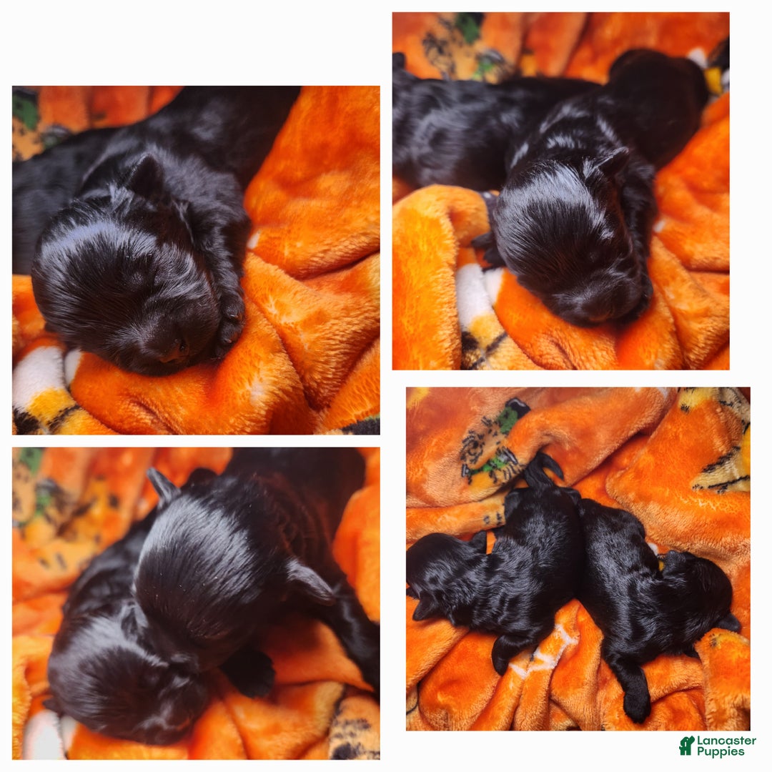 Shihpoo dogs for sale: Orange Collar Puppy 2 - Ad 9