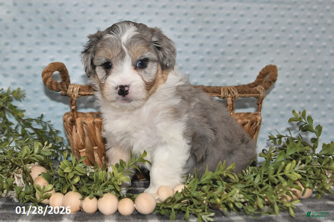 Havapoo dogs for sale: Elliott - Ad 2