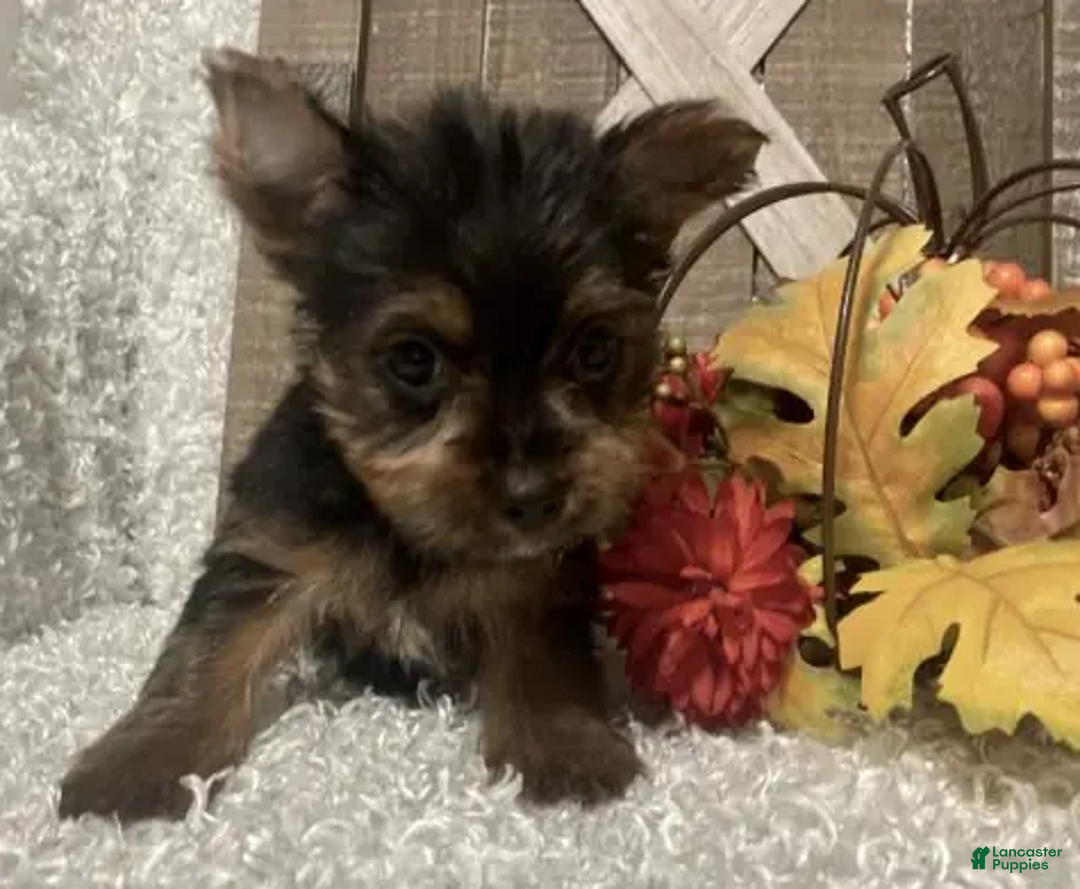 Yorkshire Terrier dogs for sale: Molly F2 - Ad 2