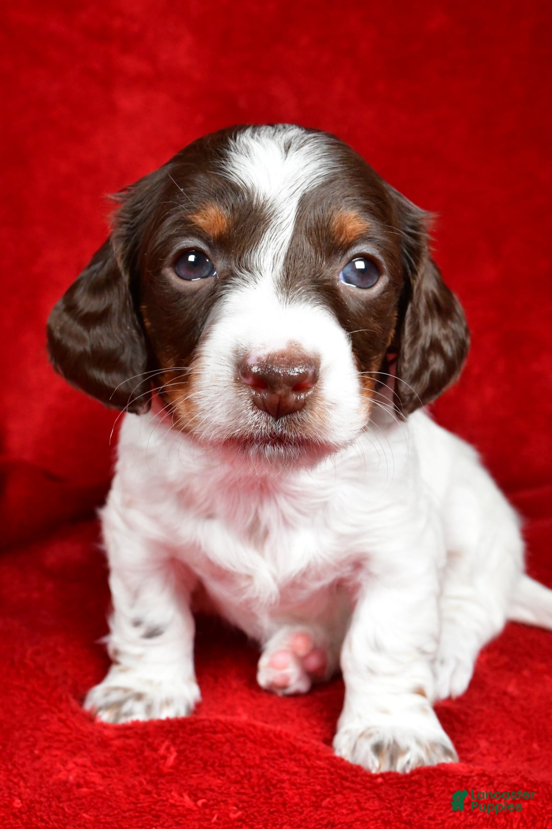 Miniature Dachshund dogs for sale: Clover - Ad 2