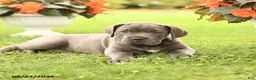 Cane Corso dogs for sale: Darcy - Ad 3
