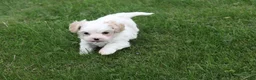 Mixed Breed dogs for sale: Mixed Breed Puppy 1 - Ad 7