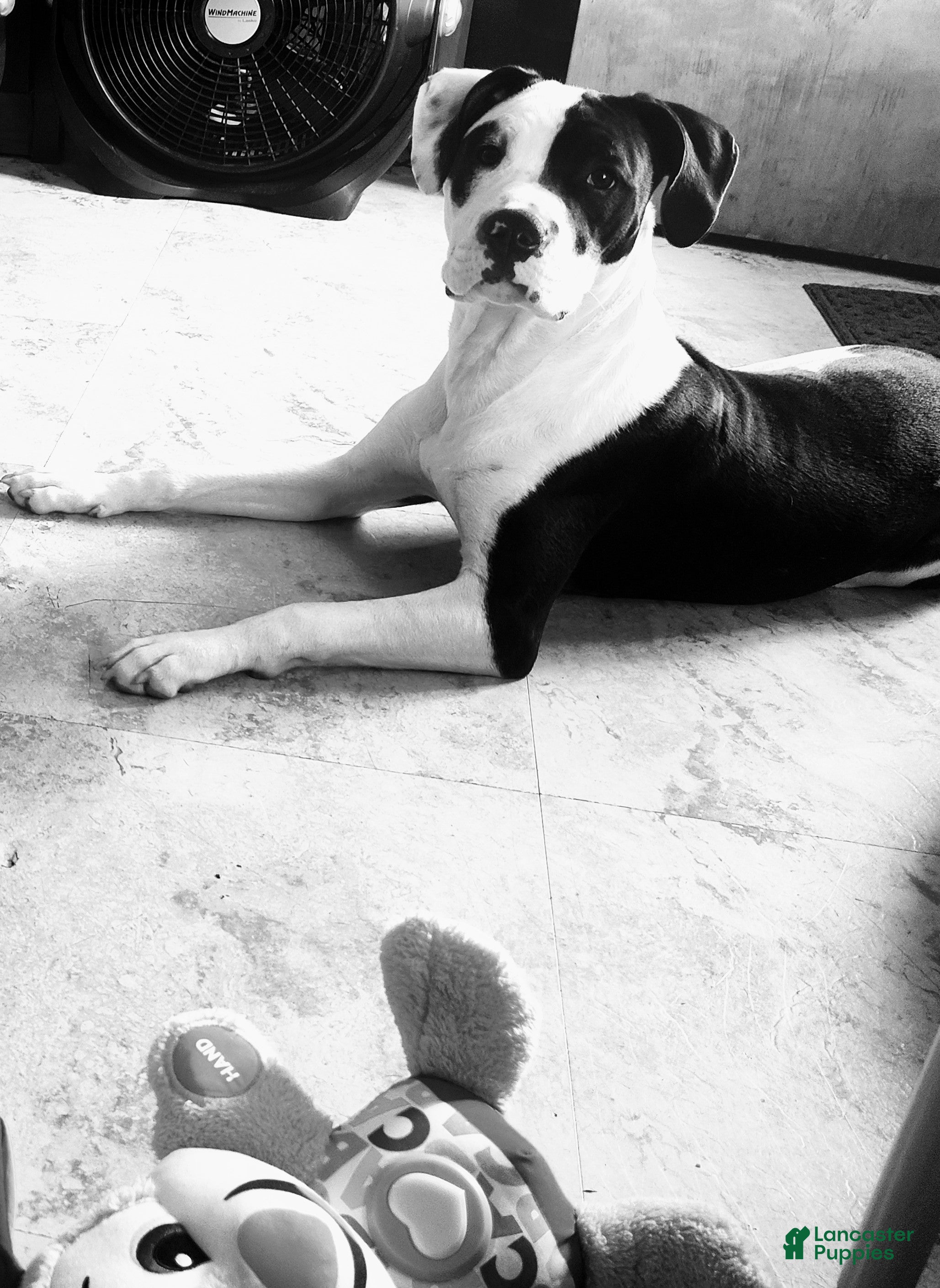 Other breed dogs Bane - Ad 4