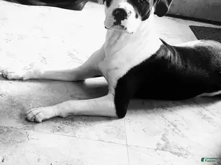 Other breed dogs Bane - Ad 16