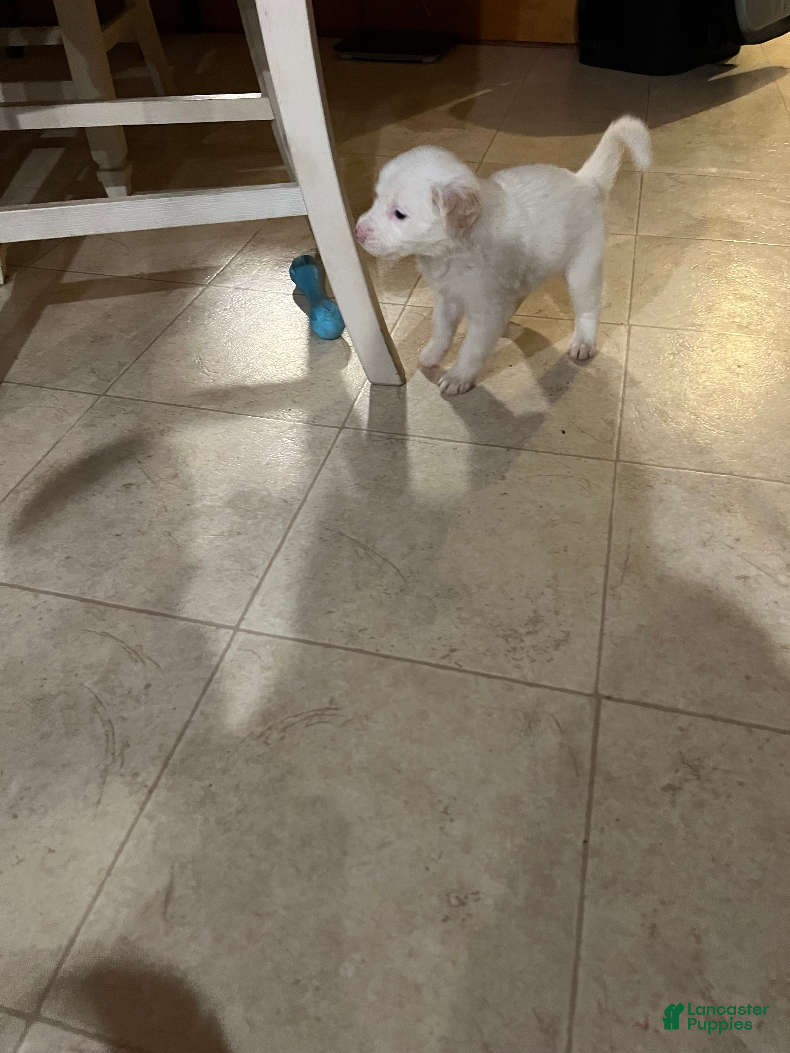 Mixed Breed dogs Mixed Breed 3 - Ad 34