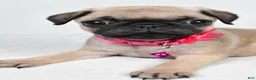 Pug dogs for sale: Angie - Ad 5