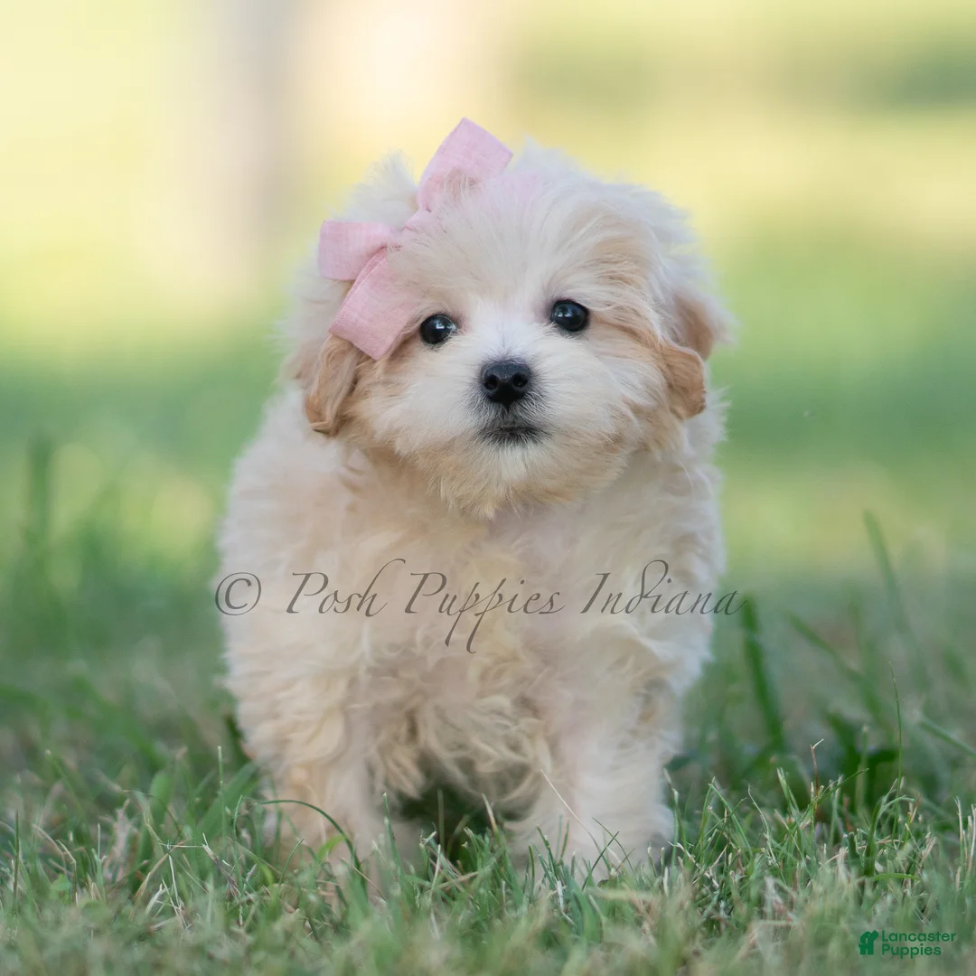 Maltipoo dogs for sale: pippa - Ad 2