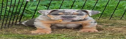 English Bulldog dogs for sale: Sparkle lilac and tan merle  - Ad 7