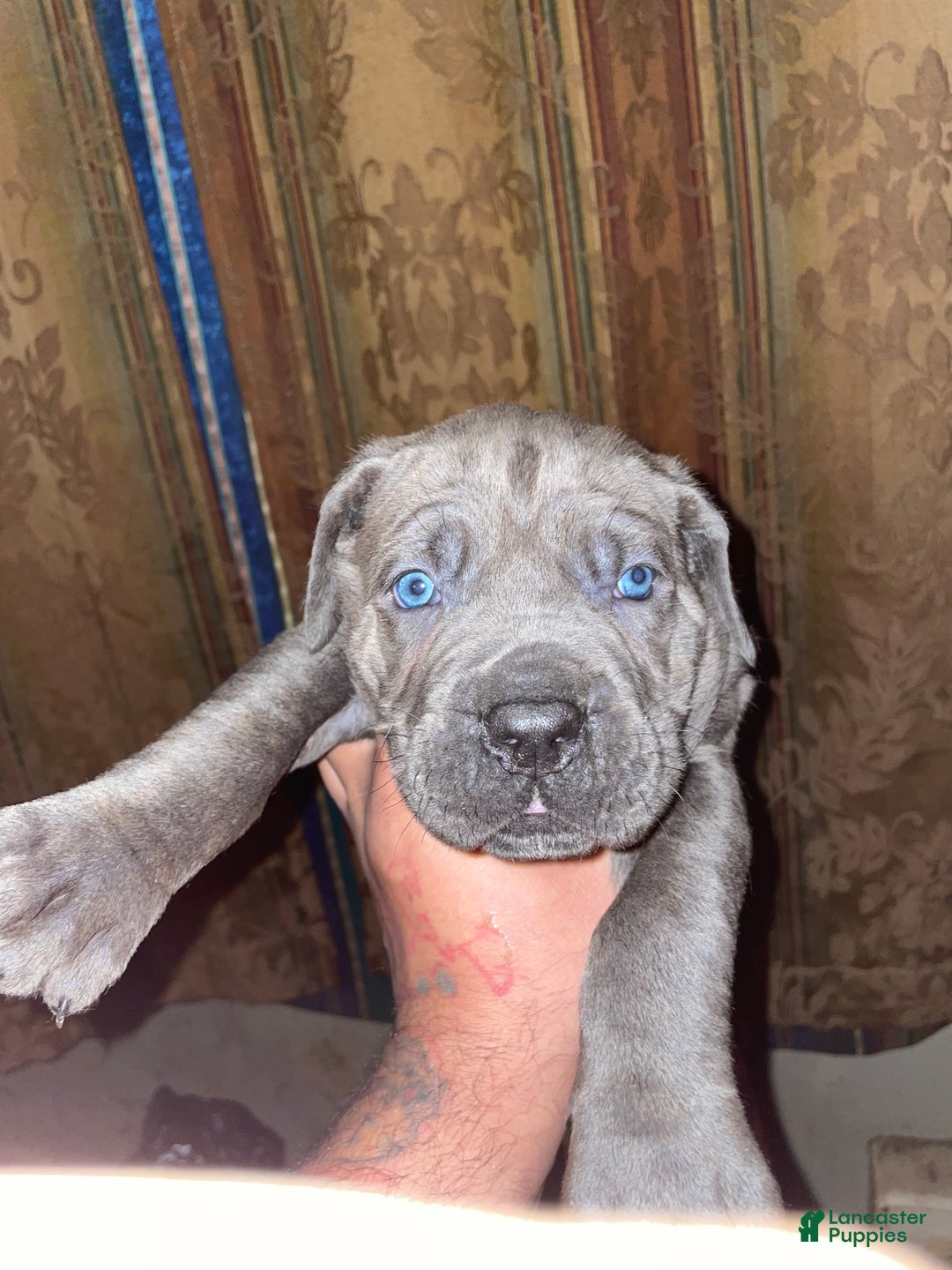 Cane Corso dogs for sale: Zeus Litter M-f Available - Ad 2