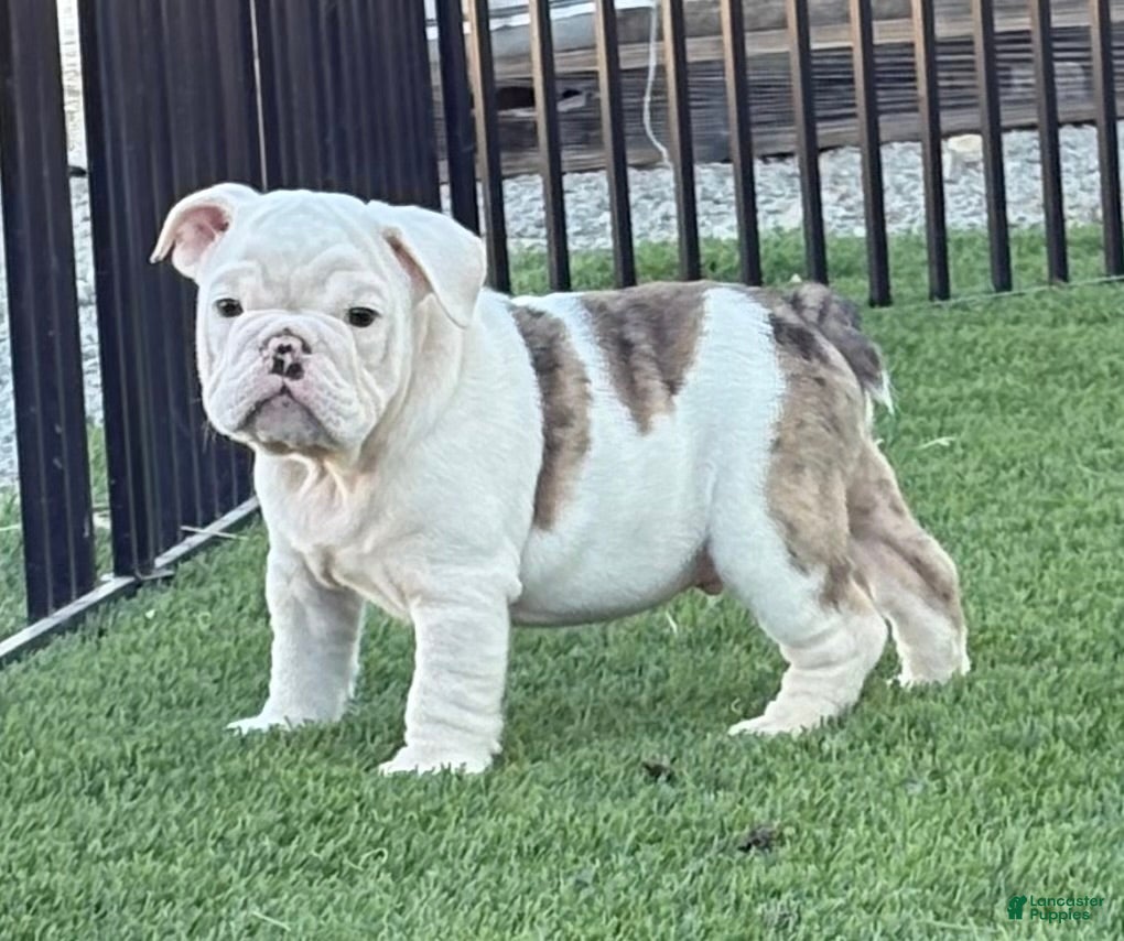 English Bulldog dogs Boston  - Ad 34