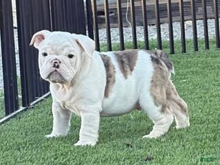 English Bulldog dogs Boston - Ad 11