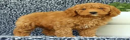 Mini Goldendoodle dogs for sale: Vanessa - Ad 3
