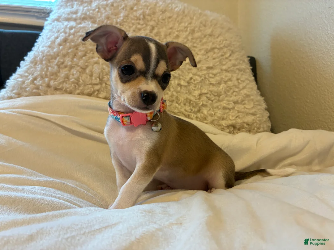 Chihuahua dogs for sale: Chihuahua 3 - Ad 1