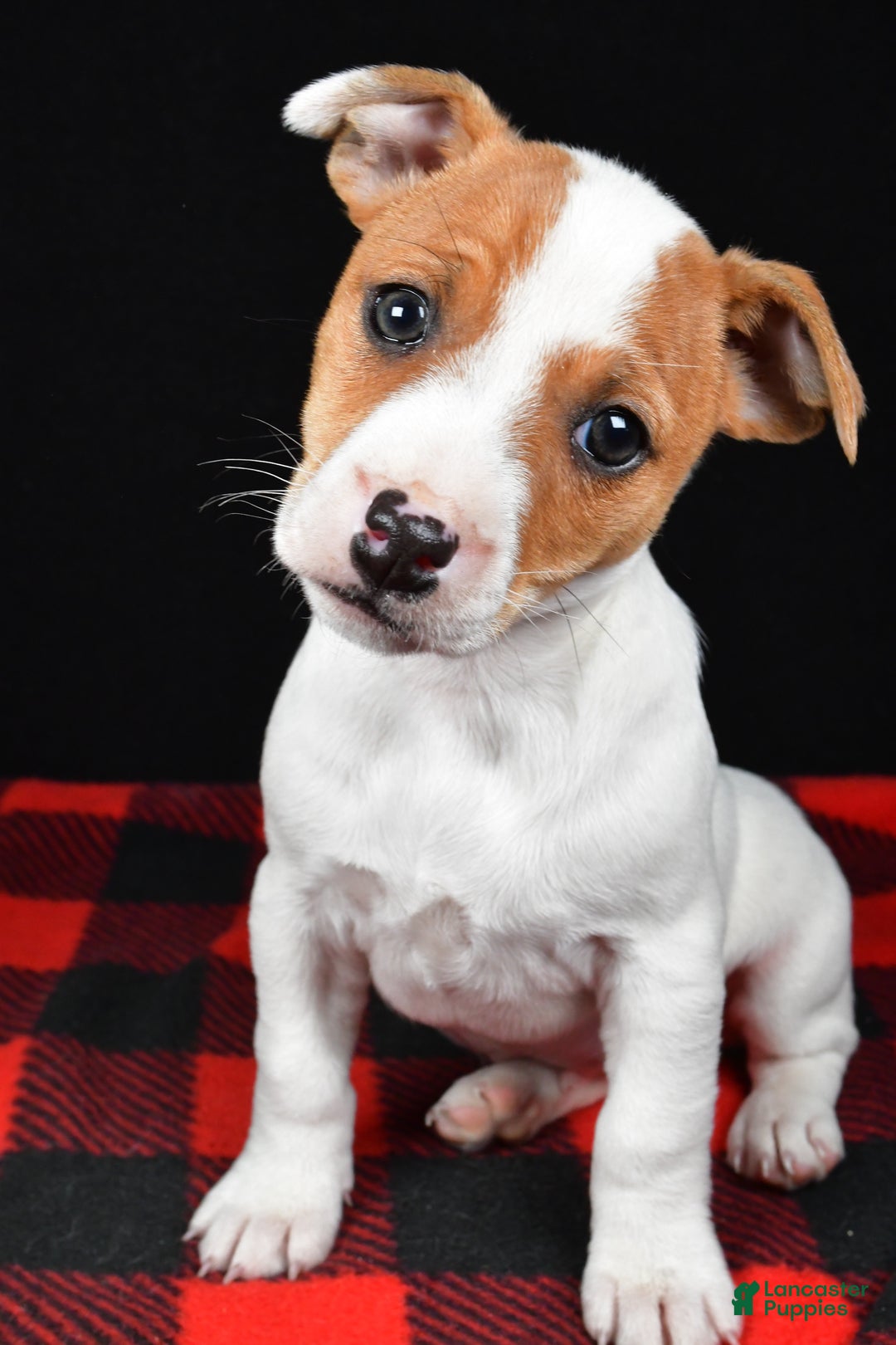 Jack Russell Terrier dogs for sale: Muffin - Ad 7