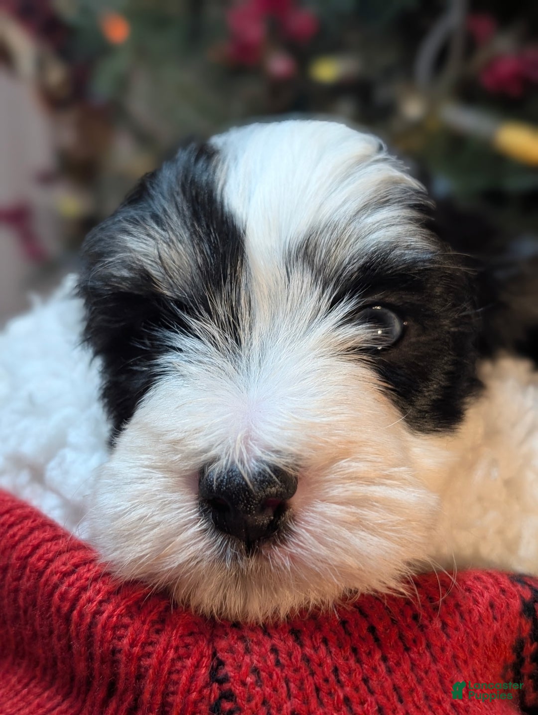 Mini Sheepadoodle dogs for sale: Beau  - Ad 2
