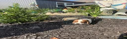 Basset Hound dogs for sale: Jackie - Ad 3