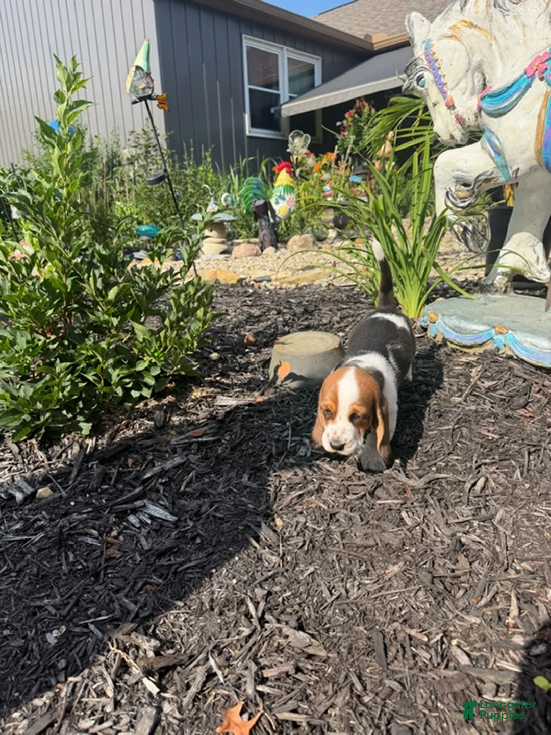 Basset Hound dogs for sale: Jackie - Ad 3
