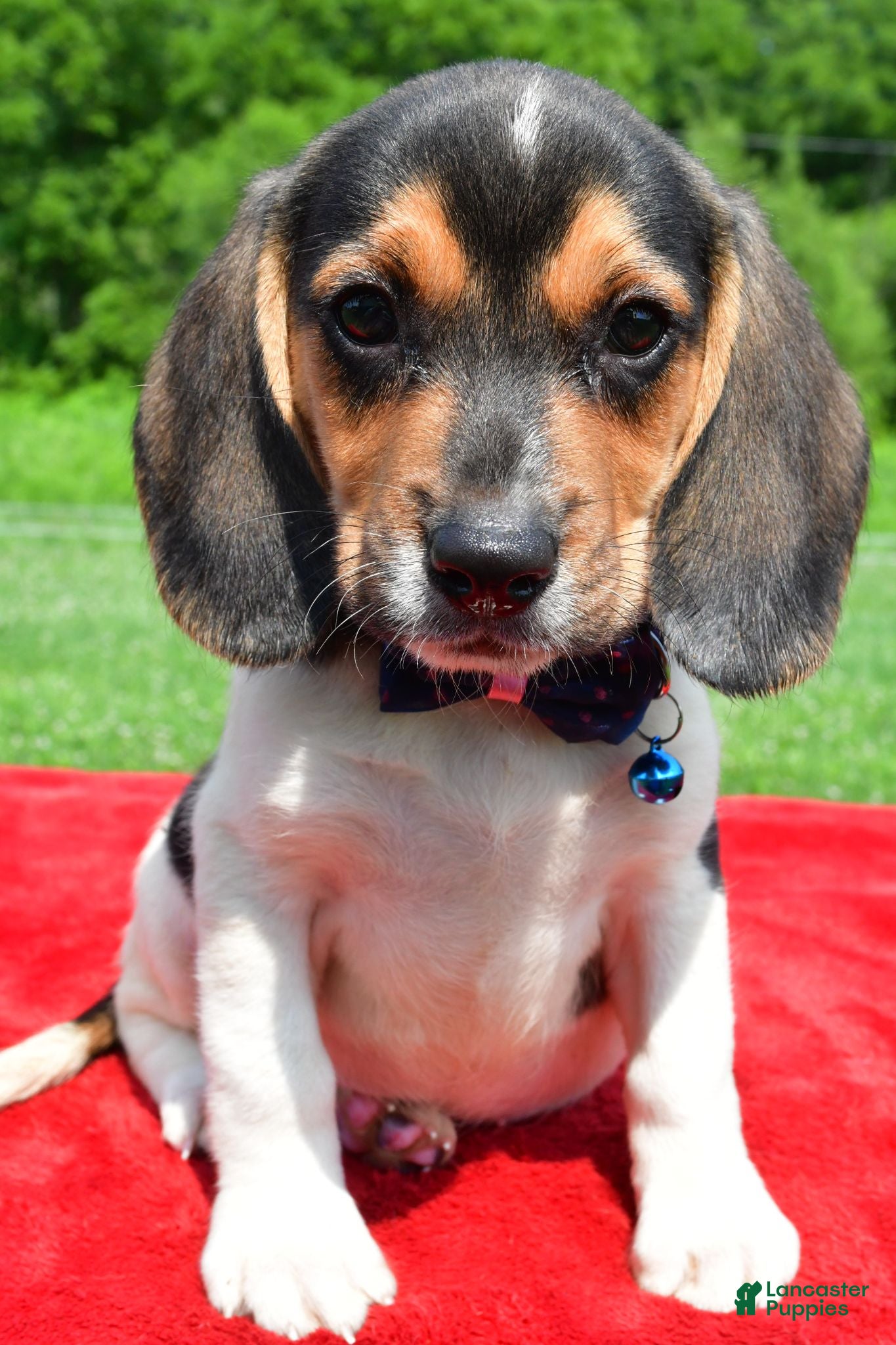 Beagle dogs Houston - Ad 2