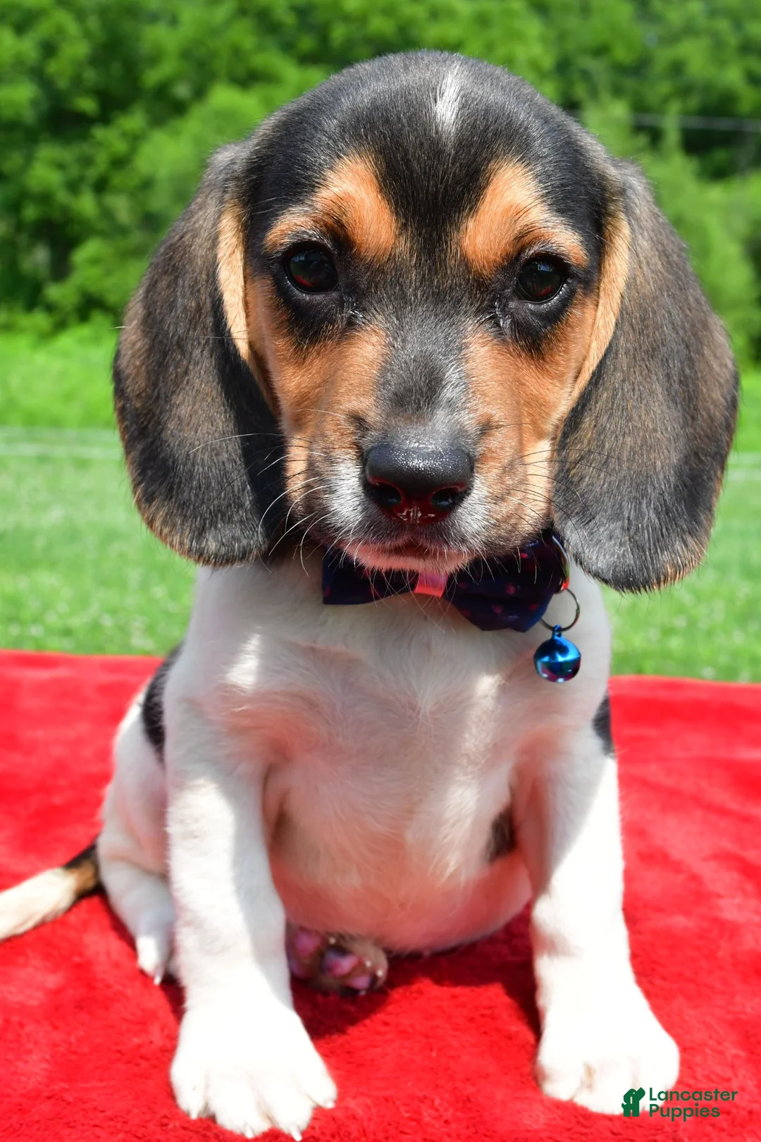 Beagle dogs for sale: Houston - Ad 1