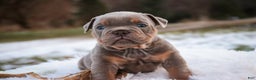 English Bulldog dogs for sale: Titan - Ad 3