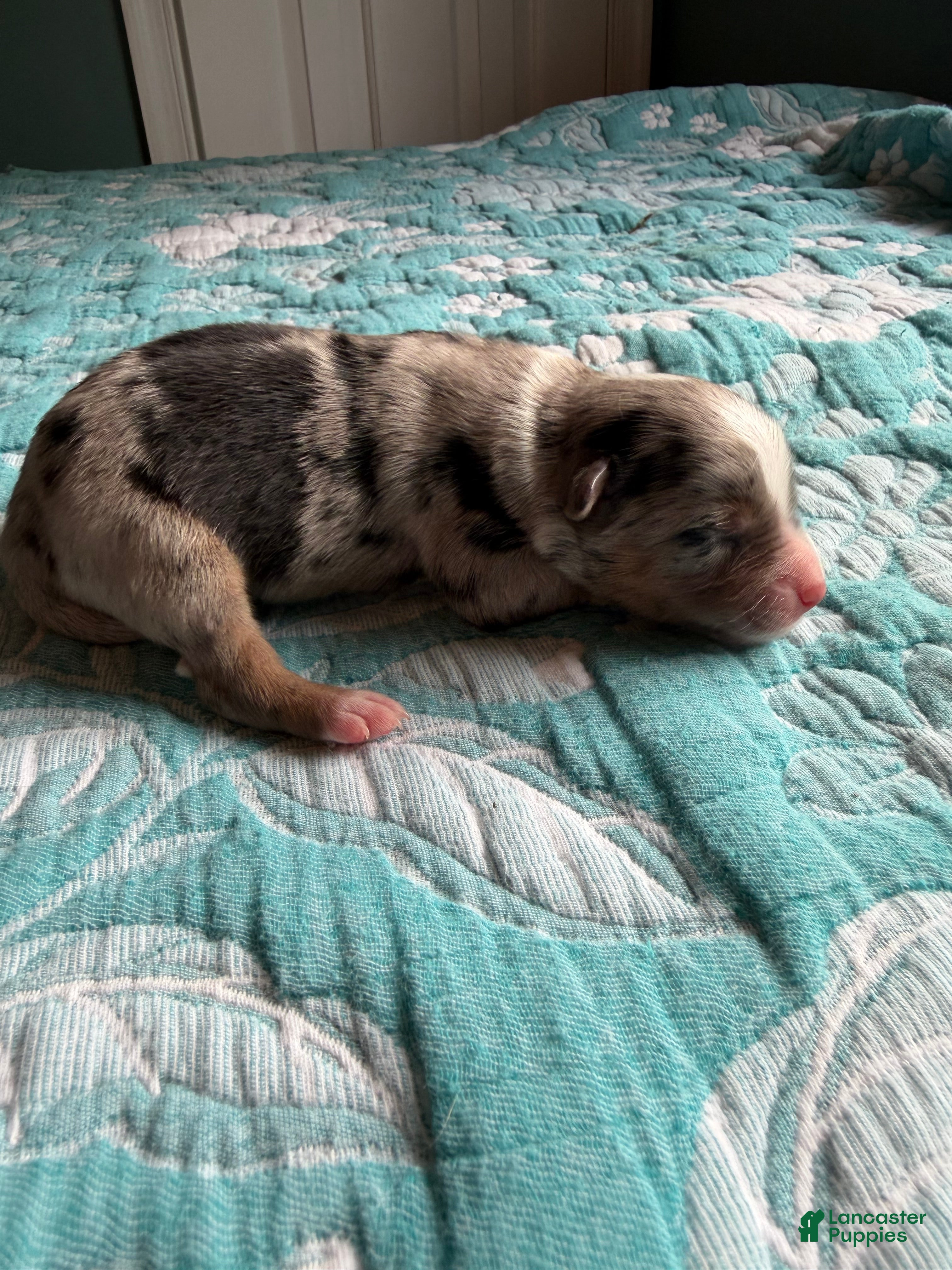 Australian Shepherd dogs Maverick - Ad 15
