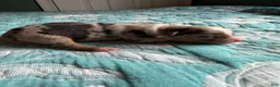 Australian Shepherd dogs for sale: Maverick - Ad 1