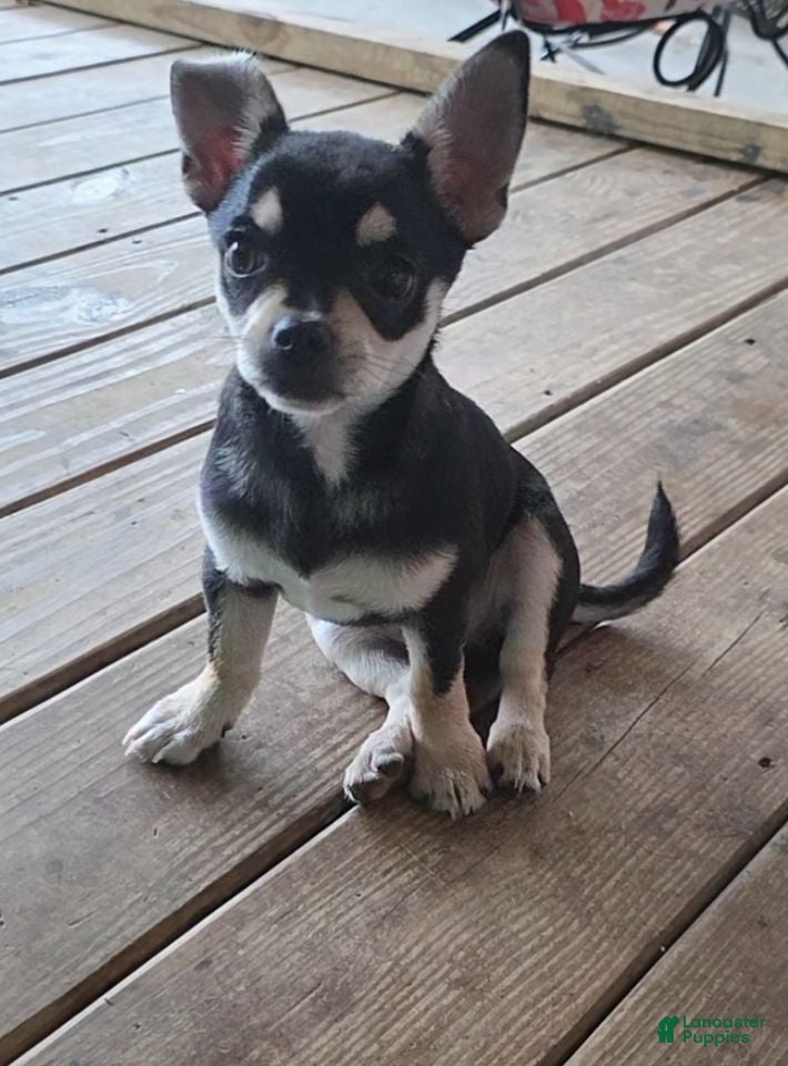 Chihuahua dogs Chihuahua Puppy 1 - Ad 40
