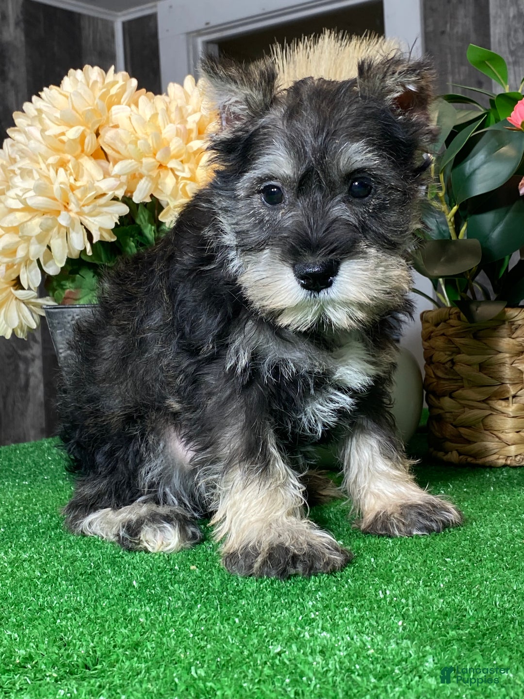 Miniature Schnauzer dogs for sale: Kiki - Ad 6