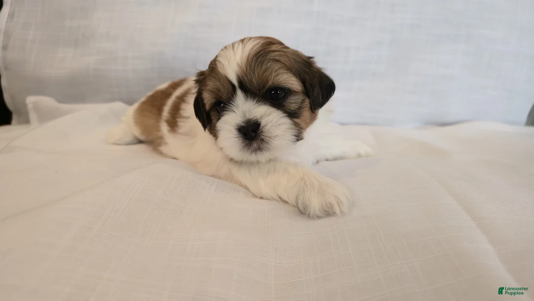 Shih Tzu dogs for sale: Moose - Ad 2