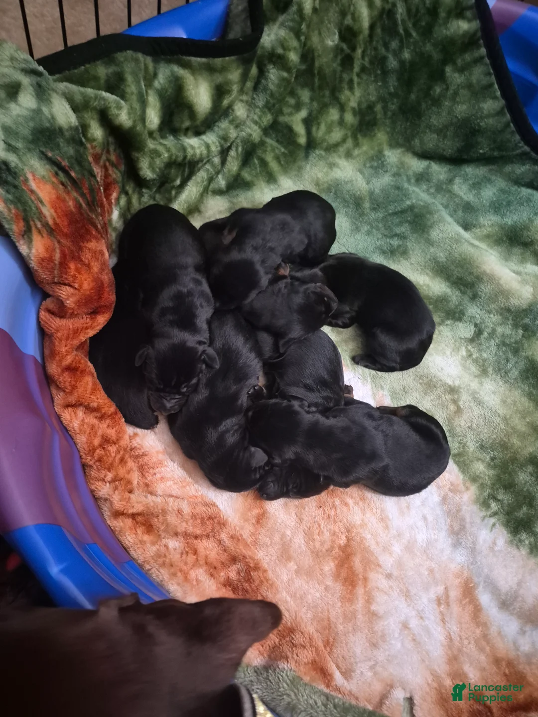 Doberman Pinscher dogs for sale: Doberman Pinscher 8 - Ad 1
