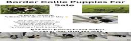 Border Collie dogs for sale: Panda  - Ad 4