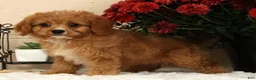 Cavapoo dogs for sale: Anson - Ad 6