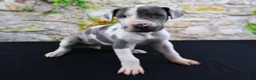Great Dane dogs for sale: Cujo - Ad 10