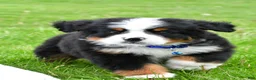 Bernese Mountain Dog dogs for sale: Robby - Ad 3