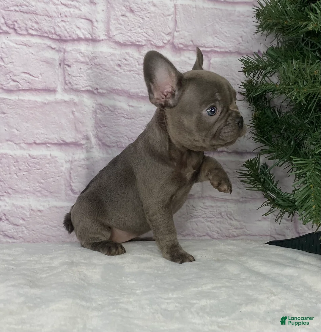 French Bulldog dogs for sale: Paisley  - Ad 3