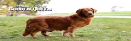 Golden Retriever dogs for sale: Buster  Genteic/OFA - Ad 20